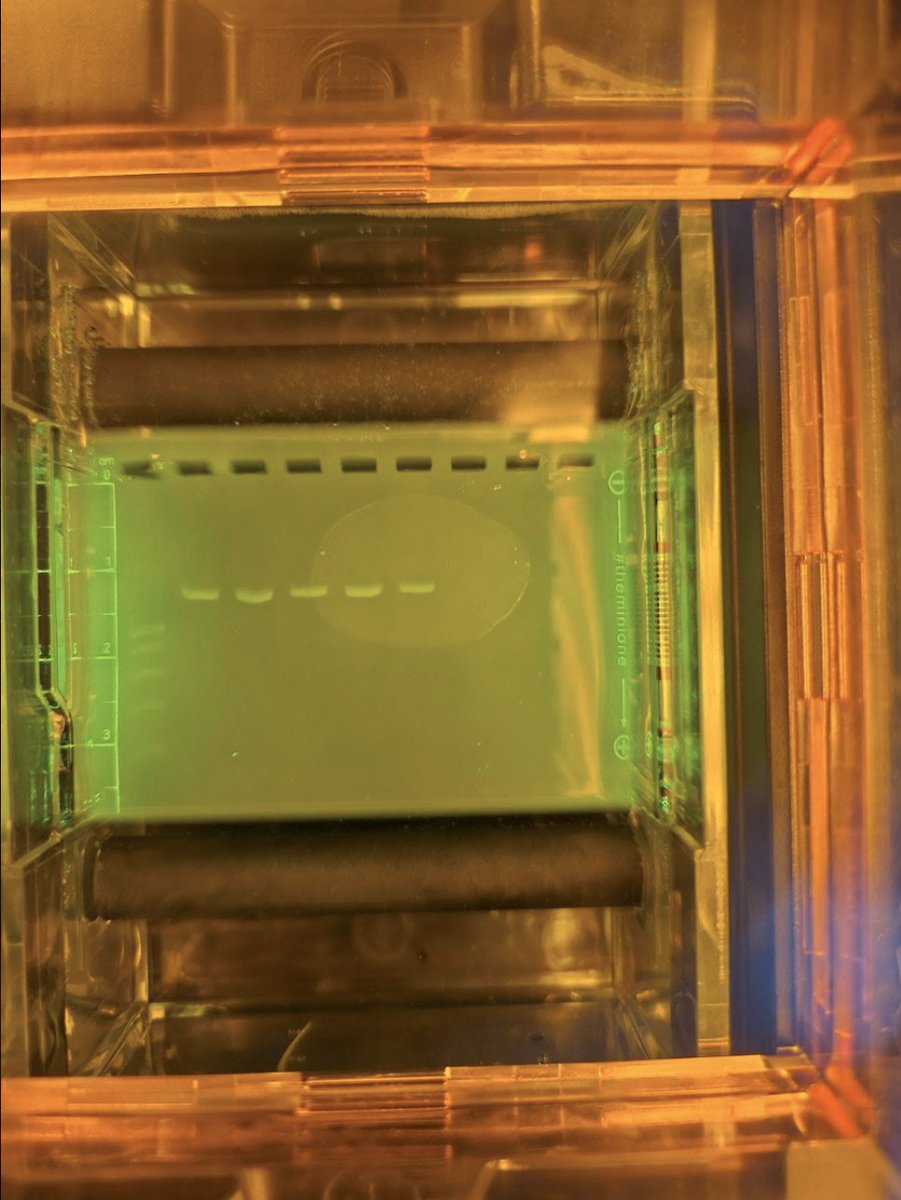 WolbachiaProj's tweet photo. "We did this lab with the best care and followed every step to the T, so I believe our results are definitely true." -Student at Kohler High School in WI.

Check out their beautiful gels! Great use of controls.🪰📷#StudentDiscovery #Wolbachia

https://t.co/OaYSvwE1zr https://t.co/UcYk4xLbuW