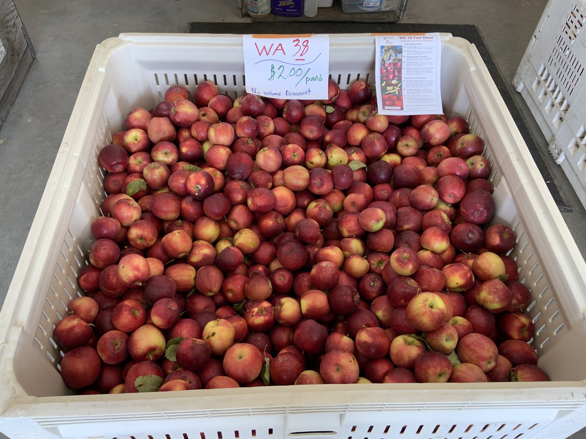 wsucahnrs's tweet photo. BONUS FRUIT SALE! With reduced prices! The #WSU Horticulture Center just announced a surprise extra sale of apples today & tomorrow. In town for #WSUGrad? Come buy some WSU-grown apples! Today noon-6, Sat. 10-4. Details: https://t.co/cO8qWXTiKS
#GoCougs https://t.co/nPAgcL91b4