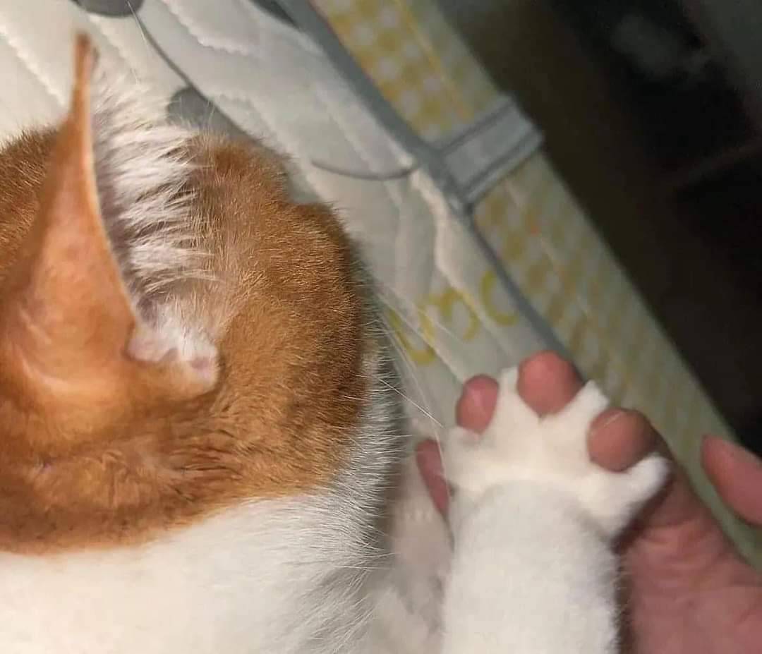 Azelia Farkas (@azeliafarkas) on Twitter photo 