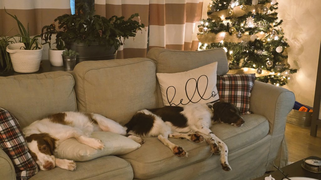 dc__outdoors's tweet photo. Cozy Vibes!
. . .
#dcoutdoors #dogsofinstagram #brittanydogs #cozyvibes #christmas #dogs #YouTube #YouTuber #snacksquad #teamsnacks #subscribe https://t.co/3pF9nWNjWB