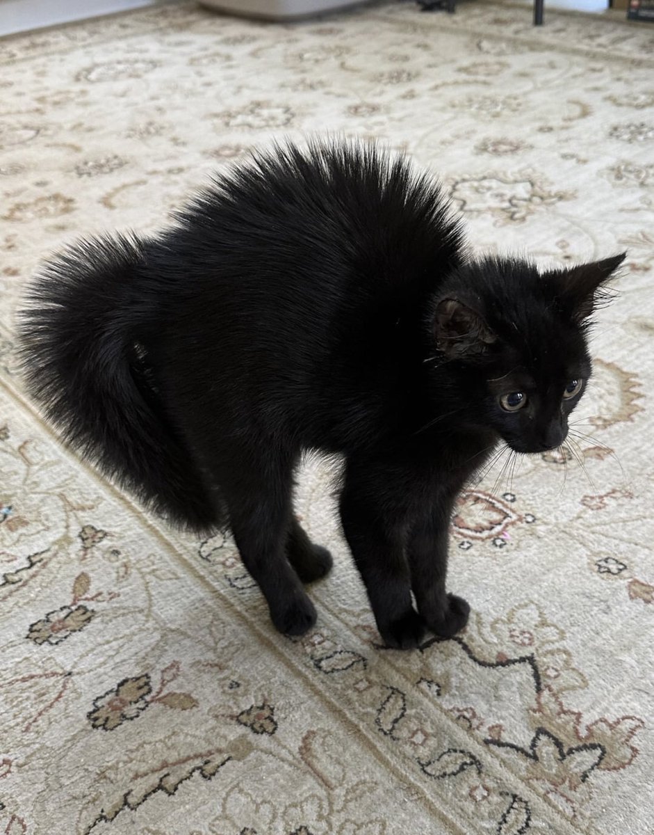 TranslatedCats's tweet photo. What do you call this? https://t.co/3JzJS6i9MM