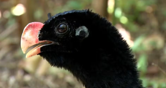 terradagente's tweet photo. Programa mostra aventura ao longo dos anos para tentar salvar a espécie da extinção. Na Hora do Rancho, confira receita de peixe no papelote, uma dica para o fim de ano. Confira: https://t.co/0ycISBuVL6 #terradagente #natureza #aves #mutum #alagoas #horadorancho #gastronomia https://t.co/uAVh9bX4s4