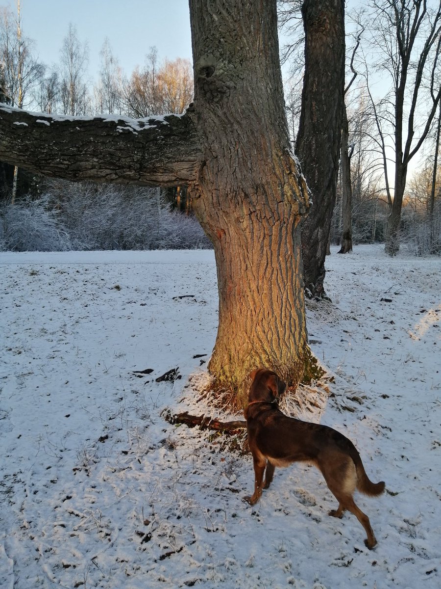 VictoriaArt09's tweet photo. Walk with Jessie
https://t.co/FUj6zMElHG
https://t.co/Gexzpp3evQ
https://t.co/yue6E1OljA
#VictoriaDay #WalkwithJessie #wildlife #trees #TreeClub #dogstwitter #DogsOnTheStreets
#Dog #DogsAreFamily #TwitterNatureCommunity https://t.co/JKNd86kRGB