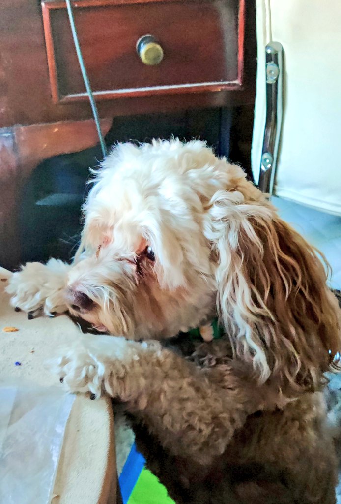 Ssshhh...I see a little feathered friend outside my hoomom's window. I ❤️ bird watching!