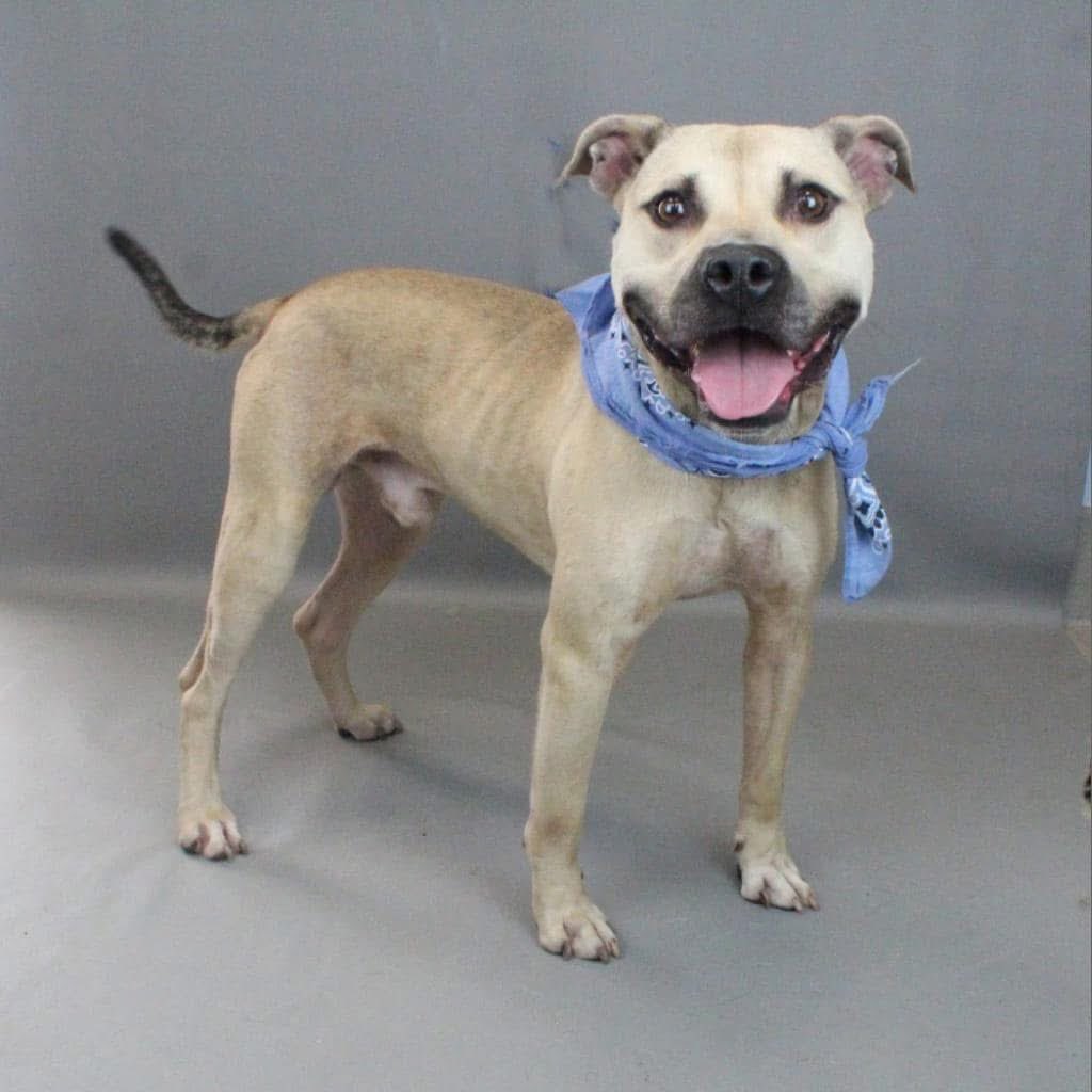 After living a bad life on a chain, he was adopted only to be found living on the streets 😠 Now back at GCAC 💔
Kansas deserves a REAL FUREVER FAMILY!