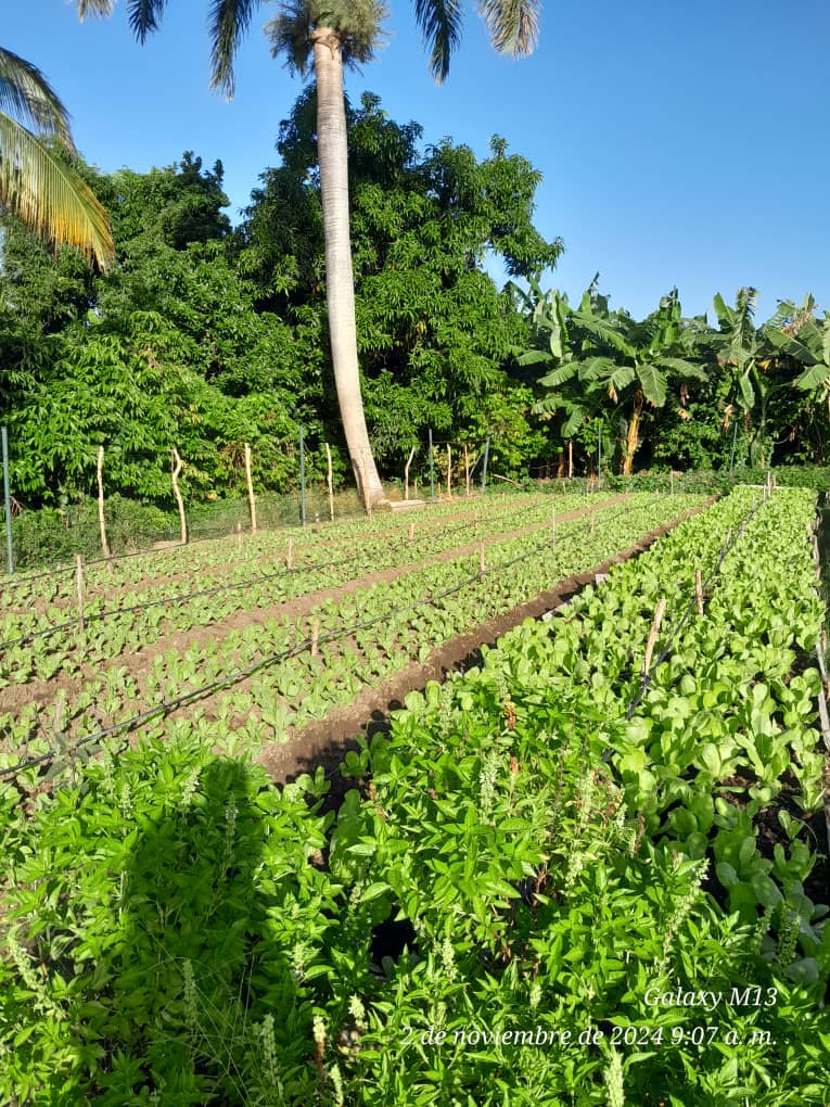 Por los resultados del año 2024, la estabilidad y consolidación de la #AUSUF en sus
 8 municipios #SanctiSpíritus, será sede del acto por el 37 Aniversario de la Agricultura Urbana y del Balance Nacional. Muchas felicidades <a href="/YdaelB/">Ydael Pérez Brito</a> <a href="/AlexisLorente74/">Alexis Lorente Jiménez</a> <a href="/DeivyPrezMartn1/">Deivy Pérez Martín</a> <a href="/MMarreroCruz/">Manuel Marrero Cruz</a>