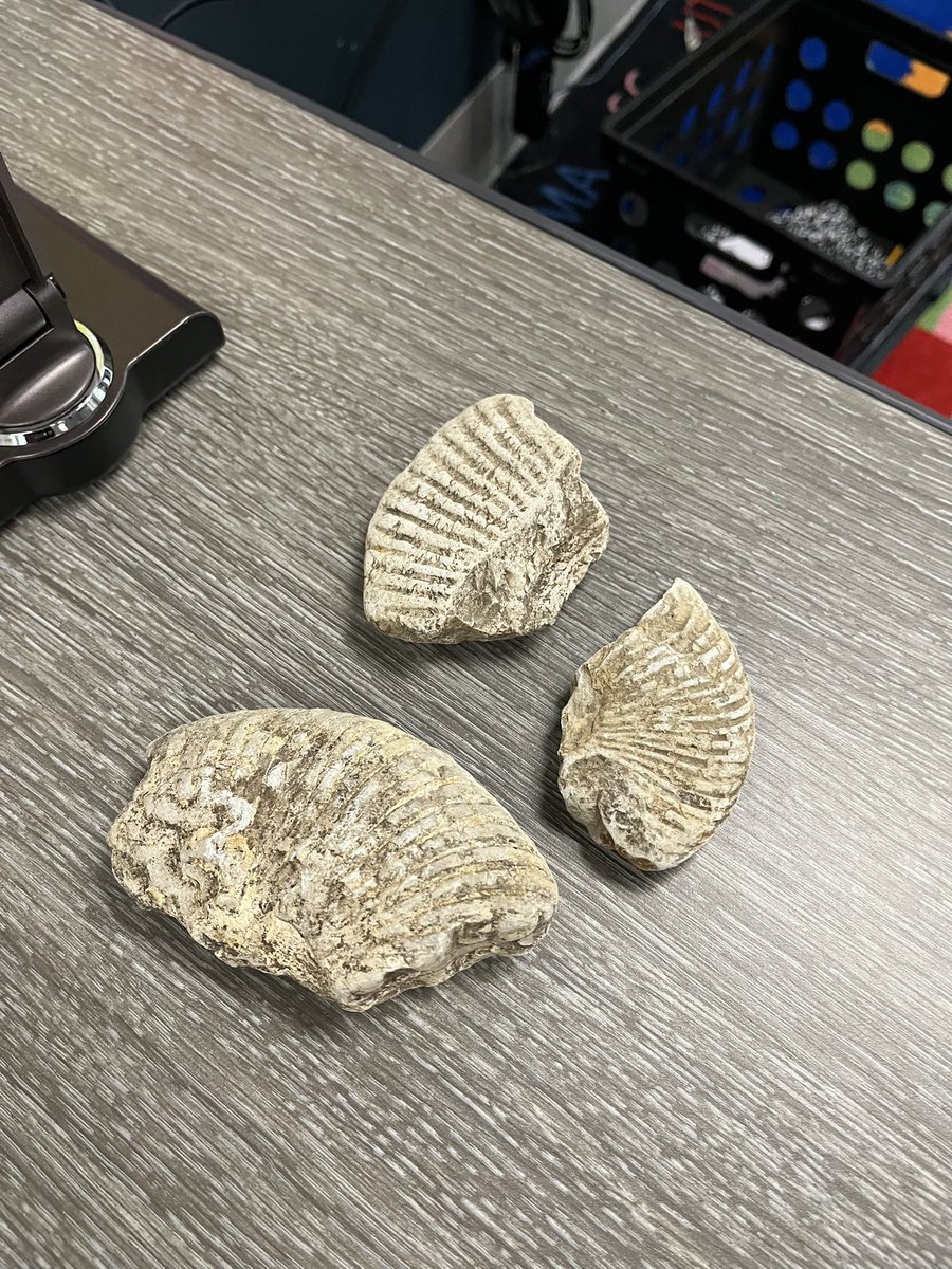 Lelia Lyman tweet media