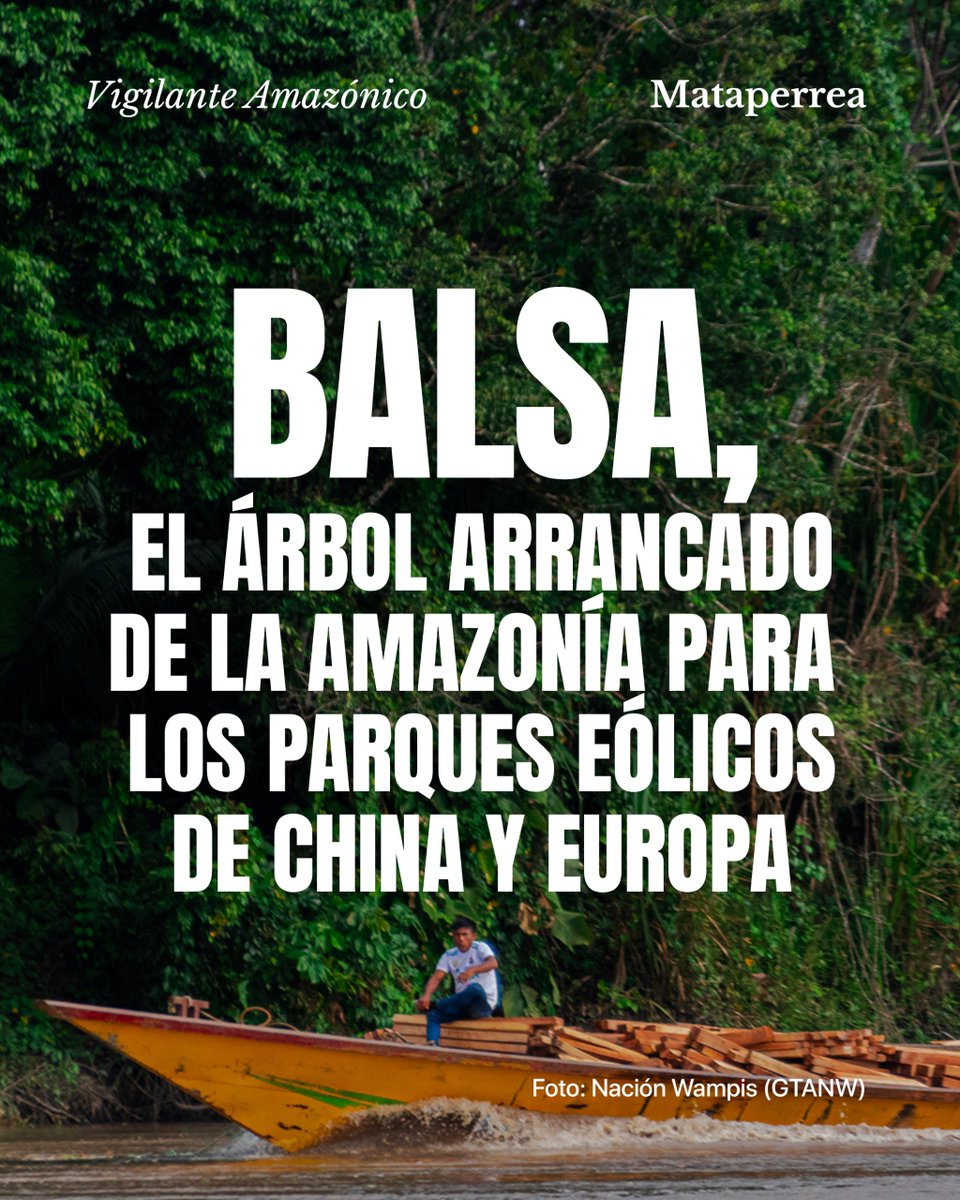 #HISTORIA | 🌳Balsa, el árbol arrancado de la Amazonía para los parques eólicos de China y Europa 🪵 🛖  Países del "primer mundo" avanzan a energías más limpias a costa de la destrucción de territorios indígenas, como de la <a href="/NacionWampis/">Gobierno Territorial Autónomo de la Nación Wampís</a>.

 Lee más ➡️ bit.ly/3Vn2QSo