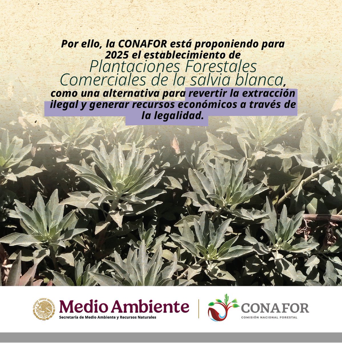 CONAFOR's tweet photo. La salvia blanca 🌷es un producto forestal no maderable que crece en ecosistema de chaparral en Baja California 🏜️.

En los últimos años, se popularizó su uso 🧘‍♀️ y hoy en día tiene una amplia demanda 🧑‍💻.

Por ello la CONAFOR fomenta su aprovechamiento sostenible 🌱🌱. https://t.co/gcJTZpWMb6