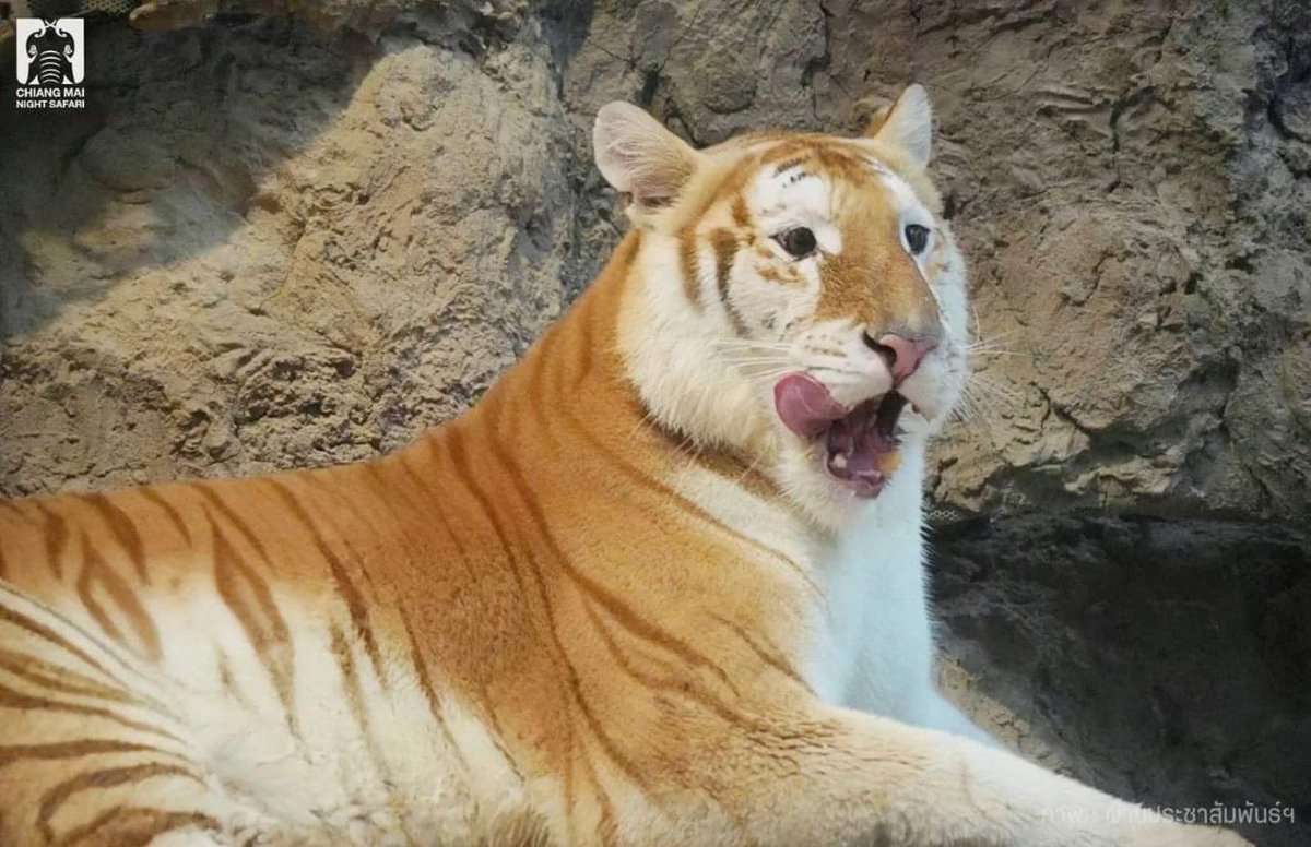<a href="/neinflips/">nein</a> Check out $Ava

- friend with Moodeng
- Cutest golden tiger
- valid community 
- "meow"
- currently about to enter banana zone 

#ava #memecoin #viraltiger