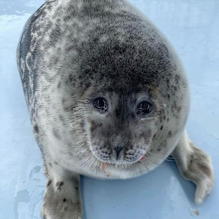 Paps (≧∀≦) tweet media