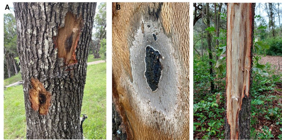UT Entomology & Plant Pathology (@epp_tn) on Twitter photo Oak wilt is a serious disease threatening oak trees. This deadly fungal infection spreads through root systems and sap-feeding beetles, causing leaves to wilt, discolor, and fall prematurely.
Learn how to protect your oak trees: utia.tennessee.edu/.../sites/269/… Oak wilt is a serious disease threatening oak trees. This deadly fungal infection spreads through root systems and sap-feeding beetles, causing leaves to wilt, discolor, and fall prematurely.
Learn how to protect your oak trees: utia.tennessee.edu/.../sites/269/…