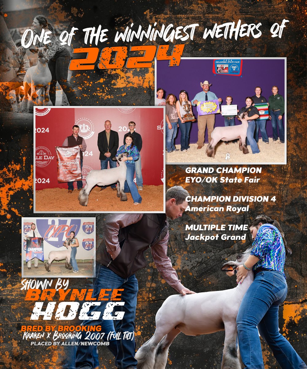 noveldesigns's tweet photo. Grand Champion Market Lamb EYO  &amp; Champion Div 4  American Royal, Shown by Brynlee Hogg – Bred by Brooking - is a top nominee for Show Lamb of the Year. Vote at https://t.co/OSXpES9JGd https://t.co/nwtTKNiKOM
