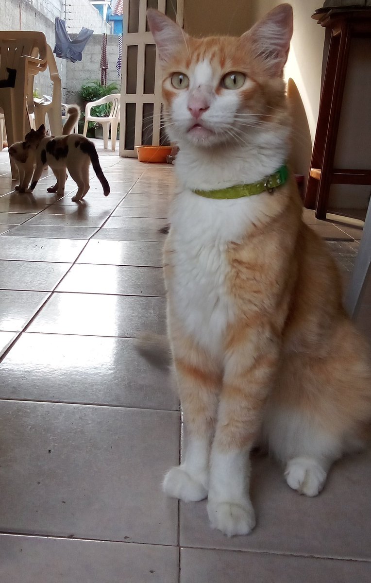 StephySmilov's tweet photo. Con la compra de un número de la rifa pueden ayudar a comer a más de 60 michis que alimento a diario, además de pagar sus deudas veterinarias, ya para hoy no tienen comida 😭

📍La Guaira

@PerroUsuario https://t.co/sQDnX8c6VF