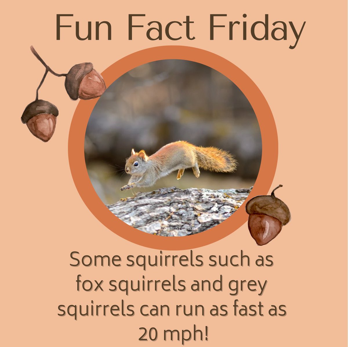 STEMSquirrels's tweet photo. Have you considered just how fast squirrels travel? Some squirrel species can reach speeds up to 20 mph. They evade predators by running in an unpredictable zig-zag pattern, making it difficult for the predator to land an attack. https://t.co/cqrKnCK1lv