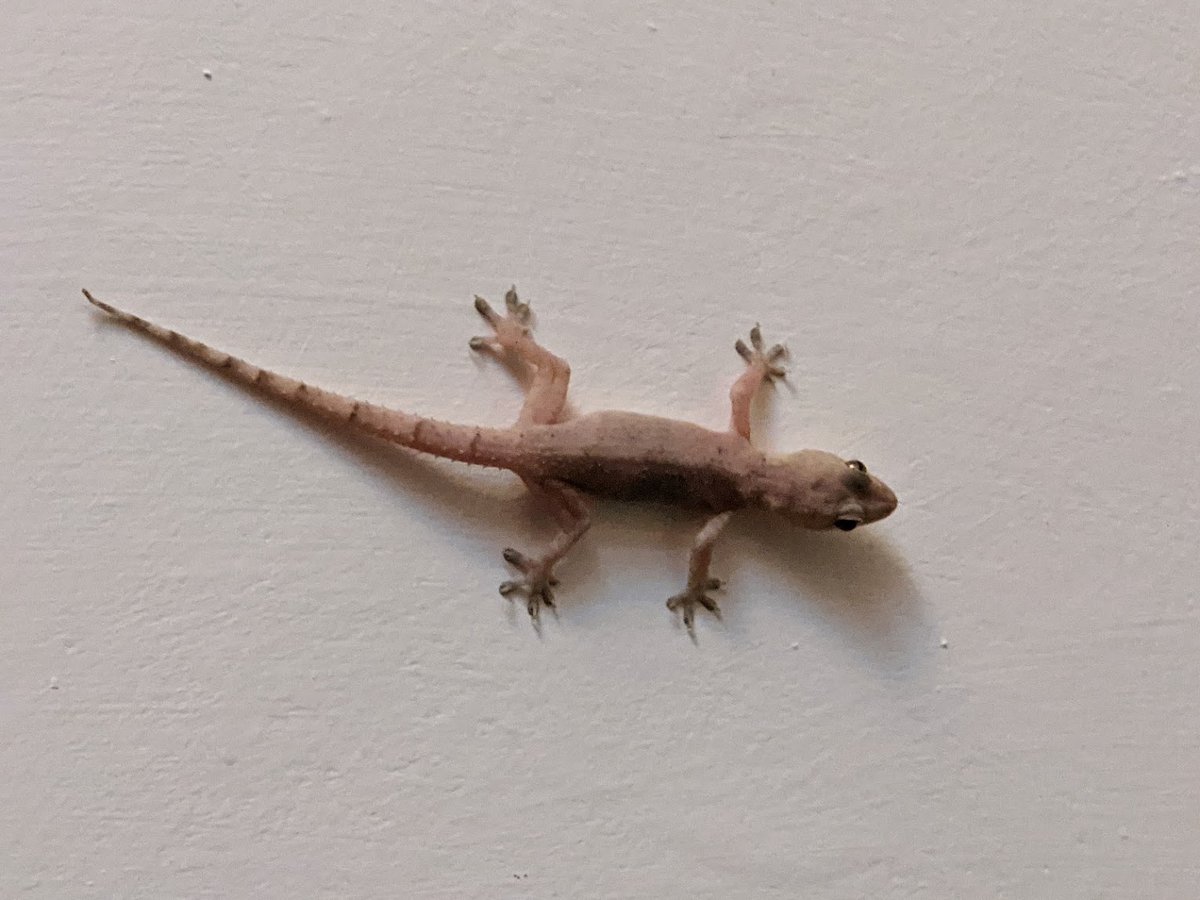 Zoonoses & EID (@zoonoticdisease) on Twitter photo Now formally in print:
Salmonella carriage by geckos detected within households in Malawi #onehealth
doi.org/10.1016/j.oneh…
<a href="/MLW_Programme/">Malawi Liverpool Wellcome Programme</a> <a href="/LivUniHLS/">Faculty of Health and Life Sciences</a> <a href="/LivUni_IVES/">Inst of Infection Veterinary & Ecological Sciences</a> <a href="/ILRI/">ILRI.org</a> <a href="/sangerinstitute/">Wellcome Sanger Institute</a> <a href="/LSTMnews/">LSTM</a> <a href="/Luanarofficial/">Luanar</a> <a href="/UKHSA/">UK Health Security Agency</a> <a href="/LancasterUni/">Lancaster University</a> etal
We're also on BlueSky - same handle Now formally in print:
Salmonella carriage by geckos detected within households in Malawi #onehealth
doi.org/10.1016/j.oneh…
<a href="/MLW_Programme/">Malawi Liverpool Wellcome Programme</a> <a href="/LivUniHLS/">Faculty of Health and Life Sciences</a> <a href="/LivUni_IVES/">Inst of Infection Veterinary & Ecological Sciences</a> <a href="/ILRI/">ILRI.org</a> <a href="/sangerinstitute/">Wellcome Sanger Institute</a> <a href="/LSTMnews/">LSTM</a> <a href="/Luanarofficial/">Luanar</a> <a href="/UKHSA/">UK Health Security Agency</a> <a href="/LancasterUni/">Lancaster University</a> etal
We're also on BlueSky - same handle