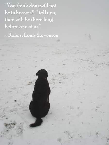 ShadowDogDesign's tweet photo. You think #dogs will not be in #heaven? I tell you, they will be there long before any of us - Robert Louis Stevenson

#Dog #DogsInHeaven #LoveDogs #BestFriend #GoodDog #DogsAreLove https://t.co/UH9q9lAg5F