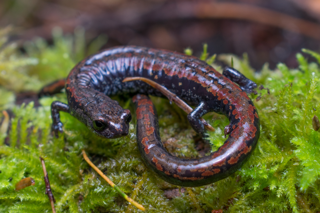 This is an Oregon slender salamander. It prefers forest habitat with plenty of moisture and decaying wood. Much of its life history is still a mystery, but we know this sensitive species can be found on the west slopes of Oregon's Cascade Range.

📸: © Connor Dooley, CC-BY-NC