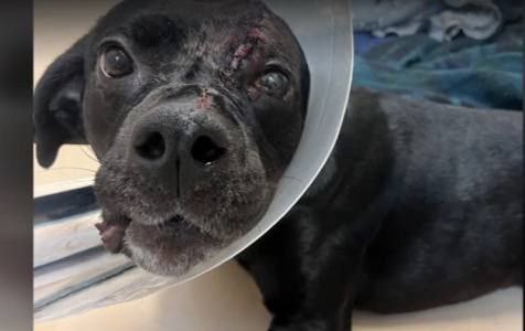 Every day we will come closer to bringing justice to Maverick! 

he has made a miraculous recovery after being shot at point blank range! 

we will not stop until we find the one responsible for this! 

 #justice4maverick 

<a href="/NBCPhiladelphia/">NBC10 Philadelphia</a> <a href="/PSPCA/">Pennsylvania SPCA</a>