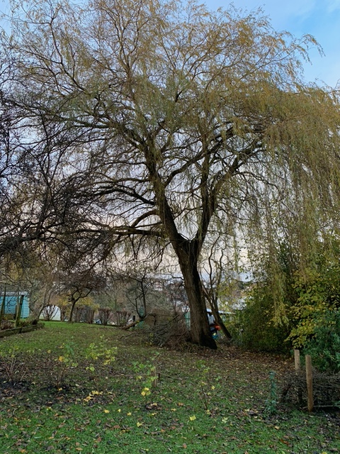 BristolTreeFora's tweet photo. Someone there is who does not like a tree - in this case a 65 year old Weeping willow growing on the Metford Road Allotments. 
They ring-barked it then tried to disguise their work by nailing the bark back on with copper nails.! The police have been told.

https://t.co/YyNriudBN0 https://t.co/7B2Zcs0O6O