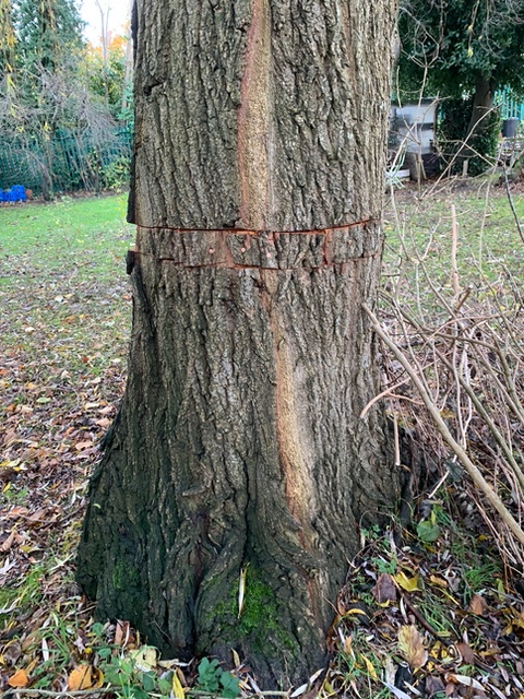 BristolTreeFora's tweet photo. Someone there is who does not like a tree - in this case a 65 year old Weeping willow growing on the Metford Road Allotments. 
They ring-barked it then tried to disguise their work by nailing the bark back on with copper nails.! The police have been told.

https://t.co/YyNriudBN0 https://t.co/7B2Zcs0O6O