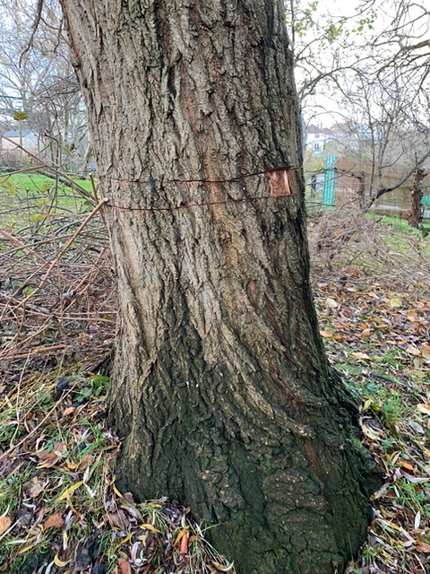 BristolTreeFora's tweet photo. Someone there is who does not like a tree - in this case a 65 year old Weeping willow growing on the Metford Road Allotments. 
They ring-barked it then tried to disguise their work by nailing the bark back on with copper nails.! The police have been told.

https://t.co/YyNriudBN0 https://t.co/7B2Zcs0O6O