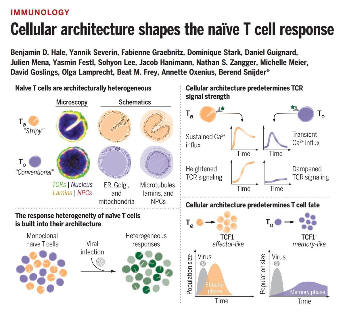 Sarah Ross (@sarah_h_ross) on Twitter photo In June '24: At the moment of T cell activation, the presence, or lack, of nuclear envelope invaginations, which gather organelles, influences effector and memory fate decisions.
buff.ly/3ZzruBG
From <a href="/BenHale95/">Ben Hale</a>, <a href="/BerendSnijder/">Berend Snijder</a> et al.
#Immunology #Tcells <a href="/ScienceMagazine/">Science Magazine</a> In June '24: At the moment of T cell activation, the presence, or lack, of nuclear envelope invaginations, which gather organelles, influences effector and memory fate decisions.
buff.ly/3ZzruBG
From <a href="/BenHale95/">Ben Hale</a>, <a href="/BerendSnijder/">Berend Snijder</a> et al.
#Immunology #Tcells <a href="/ScienceMagazine/">Science Magazine</a>