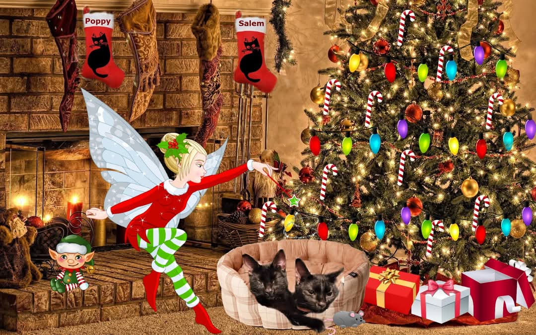 UglowKaye's tweet photo. @stationmoggy My two cat x https://t.co/bb9VWU3aQq