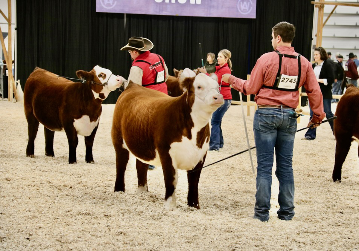 Agribition 2024: Feed-efficient Herefords a good choice, says judge vist.ly/3mp8ft4 #cdnag #westcdnag  #CWA24