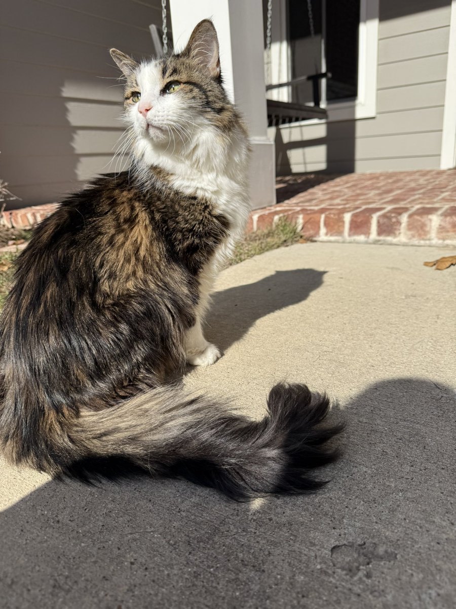 Update: Seven is home. Sadly, after a long discussion with the vet, he will go OTRB tomorrow. CKD is advanced and unreversible. He is very comfortable and being spoiled. He has even gone outside for the first time since he was a kitten. #Hedgewatch #CatsOfX