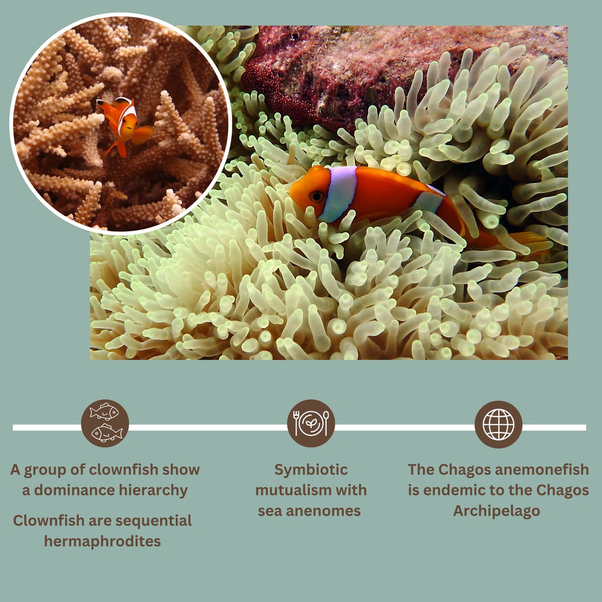 ChagosTrust's tweet photo. #Anemonefish have a symbiotic relationship with sea #anemones: protection & food for the fish, defense & parasite removal for the anemones. 🌊
They grow 10–18 cm in length and are sequential hermaphrodites, starting as males & becoming females when mature! 🐠
#CCT🐢 https://t.co/PRJ60ElgQc