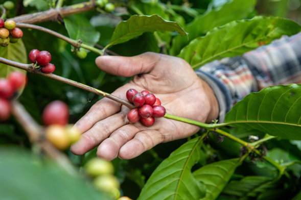 AndreTurriago05's tweet photo. El #BancodeBogotá y la Federación Nacional de Cafeteros renuevan su compromiso, impulsando la modernización y sostenibilidad de un sector que es el corazón económico y cultural de Colombia. 💼☕
Conoce todos los detalles: https://t.co/5qW2qGN4TE https://t.co/eZSEgOOnsJ