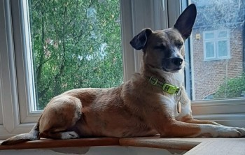 millypod1's tweet photo. LEXI HOME SAFE. THANKS FOR RT's 😊🐕🐾
🆘3 DEC 2024 #Lost LEXI #ScanMe #Tagged
Ginger/White/Brindle Portuguese Podengo Female Long Lane/Nutberry Ave #Grays #Essex #RM16 URGENT HIT & RUN The Driver sped off We believe that Lexie has been carried by the car https://t.co/0pCUl8aPUr https://t.co/b2NULOcTl6