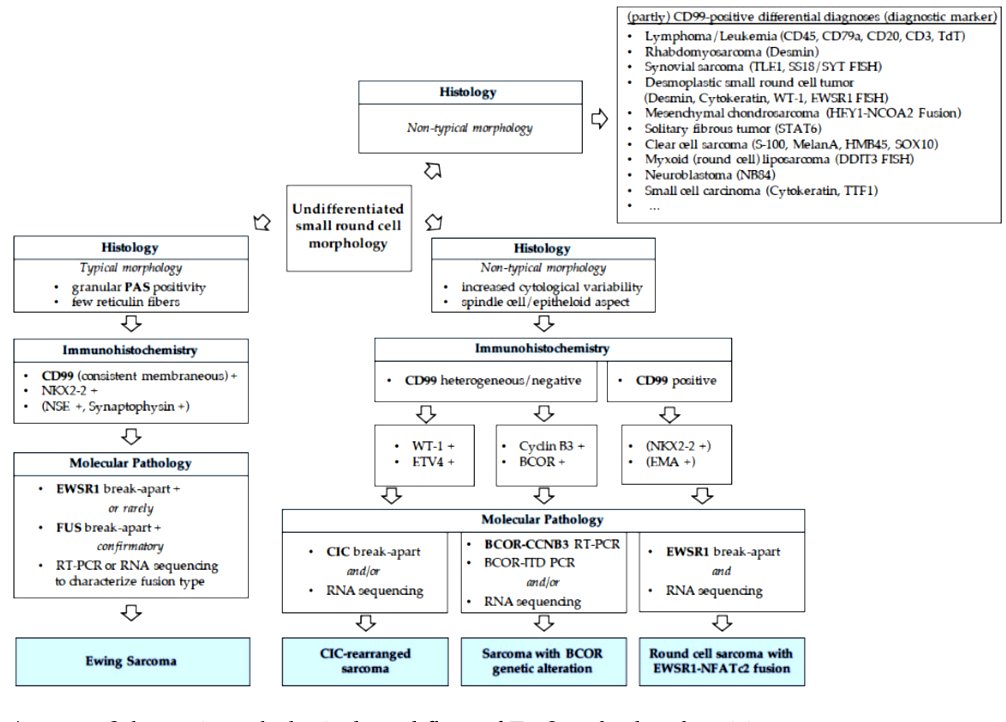 thejourneymate's tweet photo. Diagnostic Algorithm of Ewing Sarcoma and related entities 🔬
https://t.co/S6zwWVly7F https://t.co/PFWiSRXByZ