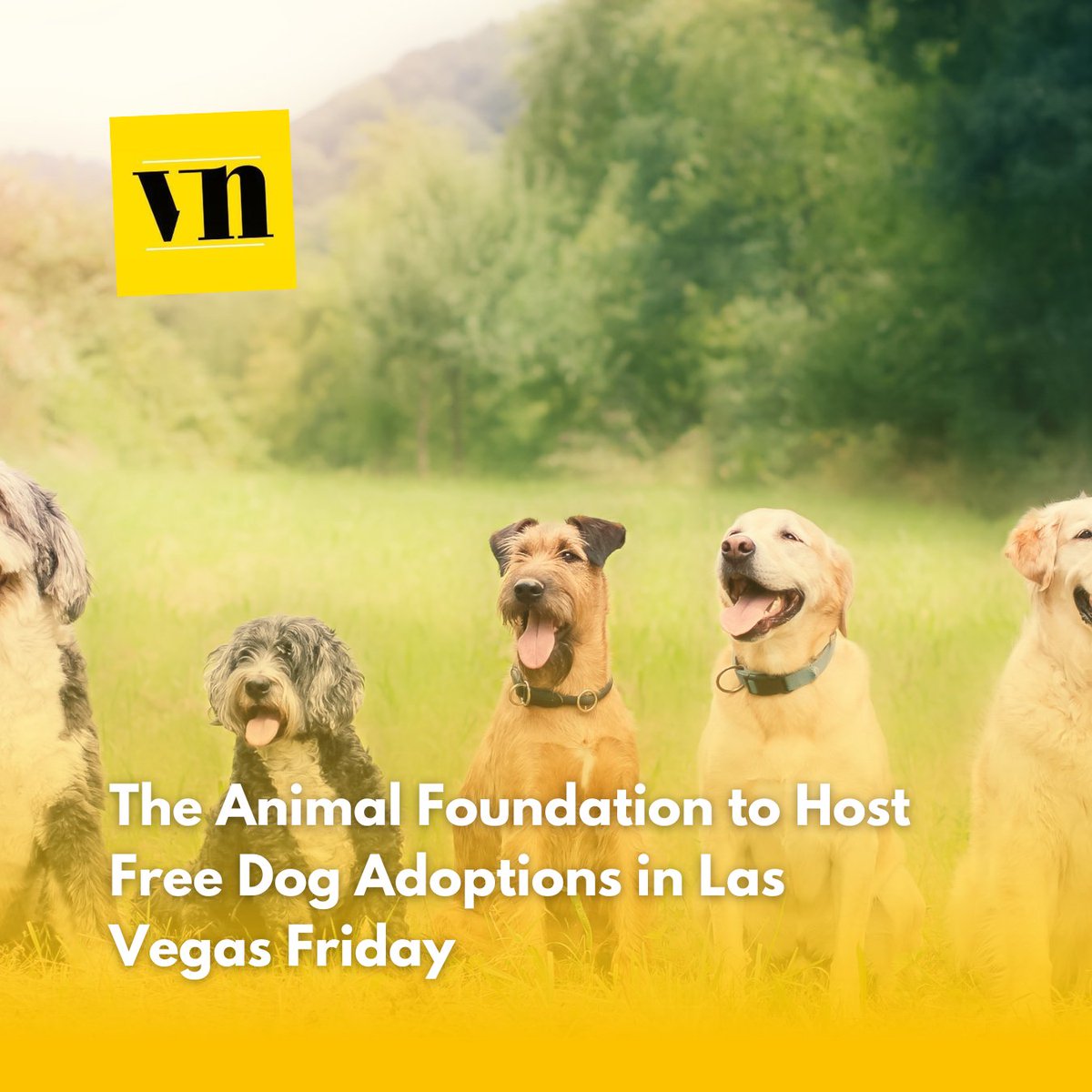 Ready to adopt? 🐶❤️ The Animal Foundation in Las Vegas is offering FREE dog adoptions this Friday! Give a pup a loving home and find your new best friend. Details at vegasnews.com. #AdoptDontShop #LasVegasPets