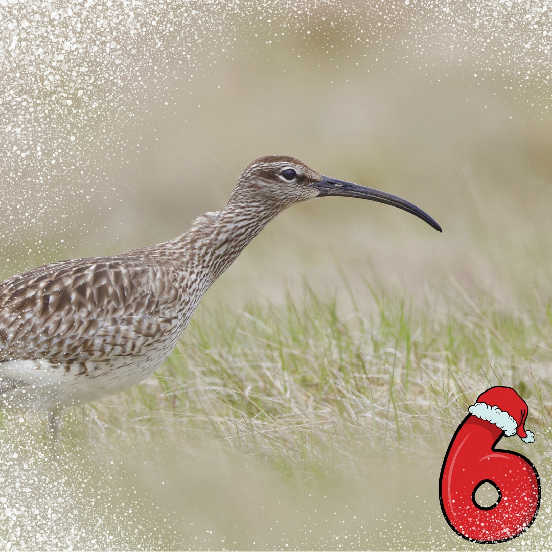 Day 6 of our #CurlewAdvent brings a very confiding Eurasian/Common Whimbrel - photographed outside of a restaurant in Arnarstapi (Iceland) by David Jackson.