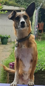millypod1's tweet photo. LEXI HOME SAFE. THANKS FOR RT's 😊🐕🐾
🆘3 DEC 2024 #Lost LEXI #ScanMe #Tagged
Ginger/White/Brindle Portuguese Podengo Female Long Lane/Nutberry Ave #Grays #Essex #RM16 URGENT HIT & RUN The Driver sped off We believe that Lexie has been carried by the car https://t.co/0pCUl8aPUr https://t.co/b2NULOcTl6