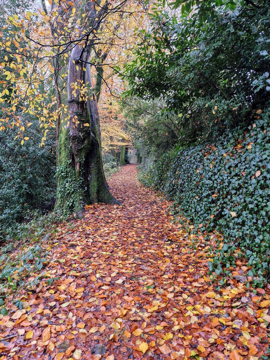 DevonHeaven17's tweet photo. @RamblersGB Simmons Park in Okehampton. A stunning path for our Wellbeing Walkers to walk up.
#simmonspark #okehampton #wellbeingwalks https://t.co/jq6mPeh1wu