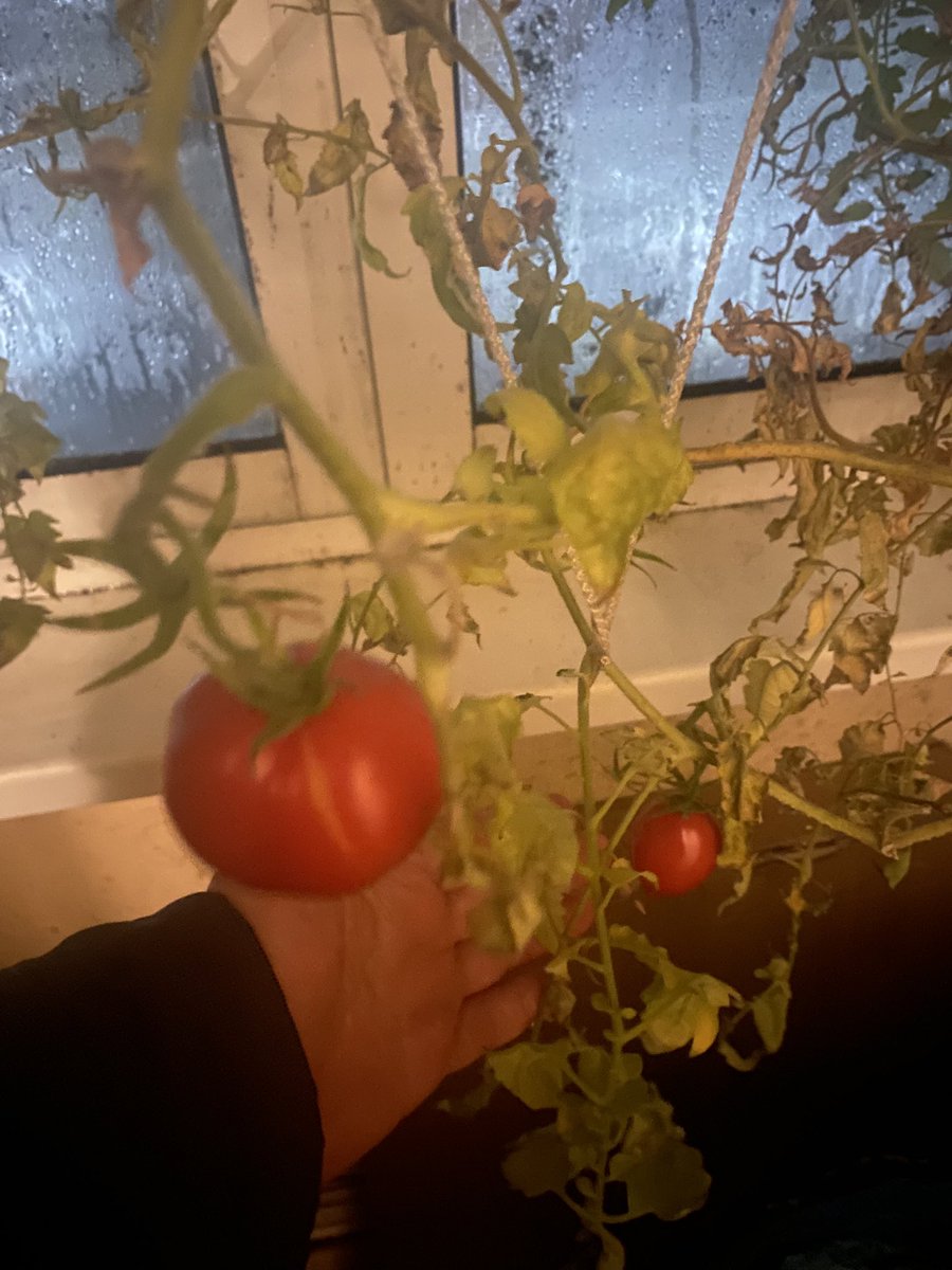 Ну что дачники, шах и мат от дитя асфальта, 6 декабря у меня на балконе