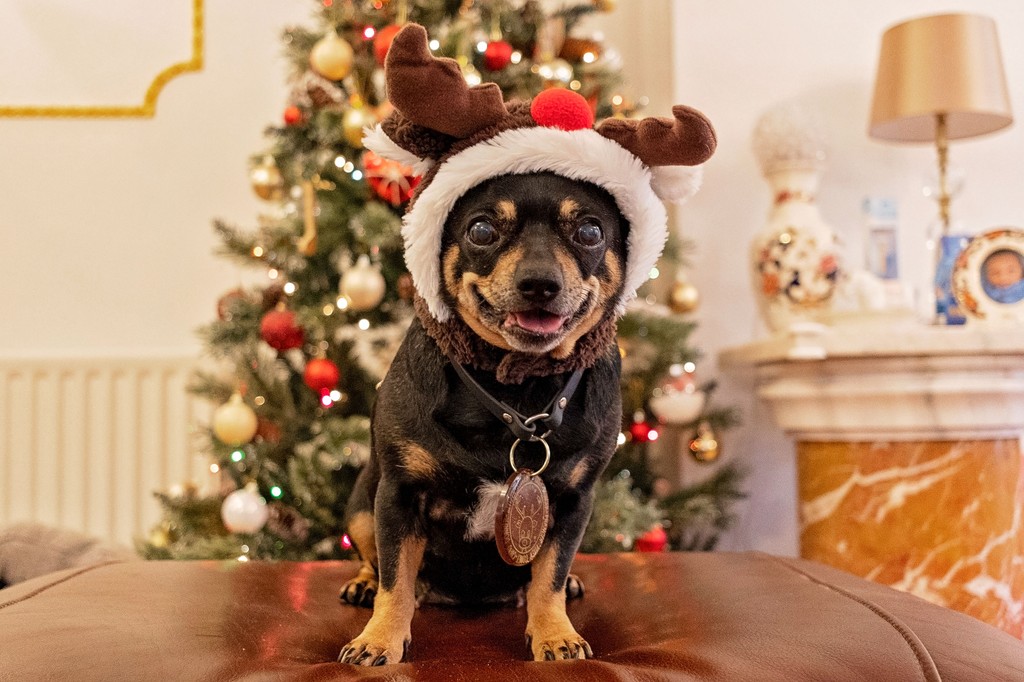 clover_duo's tweet photo. Meet Phoebe, the Christmas reindeer! She has a knack for pulling silly faces during photoshoots—unless she’s too busy barking at you for treats!

Christmas just wouldn't be complete without our nutty little reindeer bringing all the giggles! 🦌✨

#jackchi #christmas2024 #dogs https://t.co/09kdPovW0K