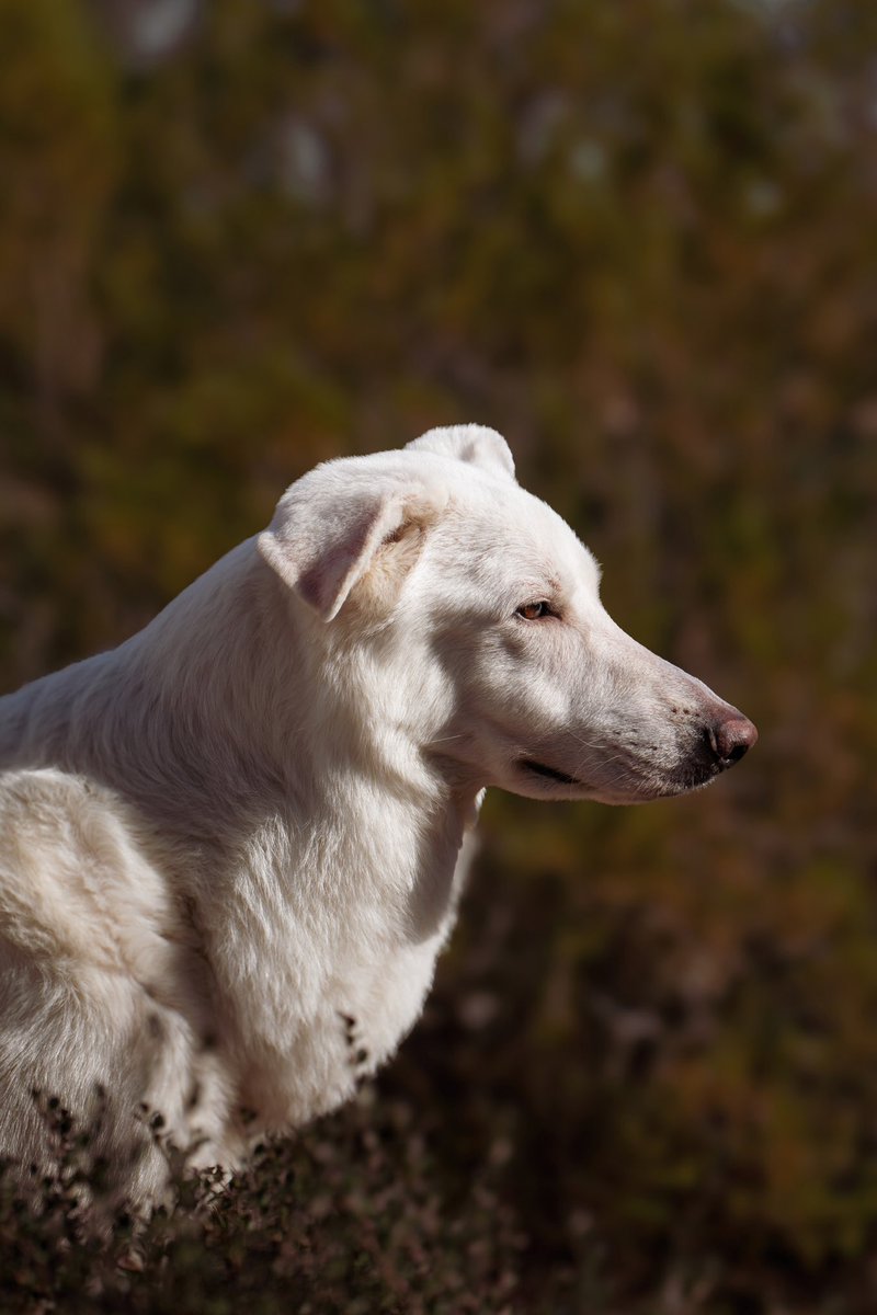 ft_Dogma's tweet photo. @VisualsbySauter Does my dog count? 🫶🏼 https://t.co/3P7TnwJhem