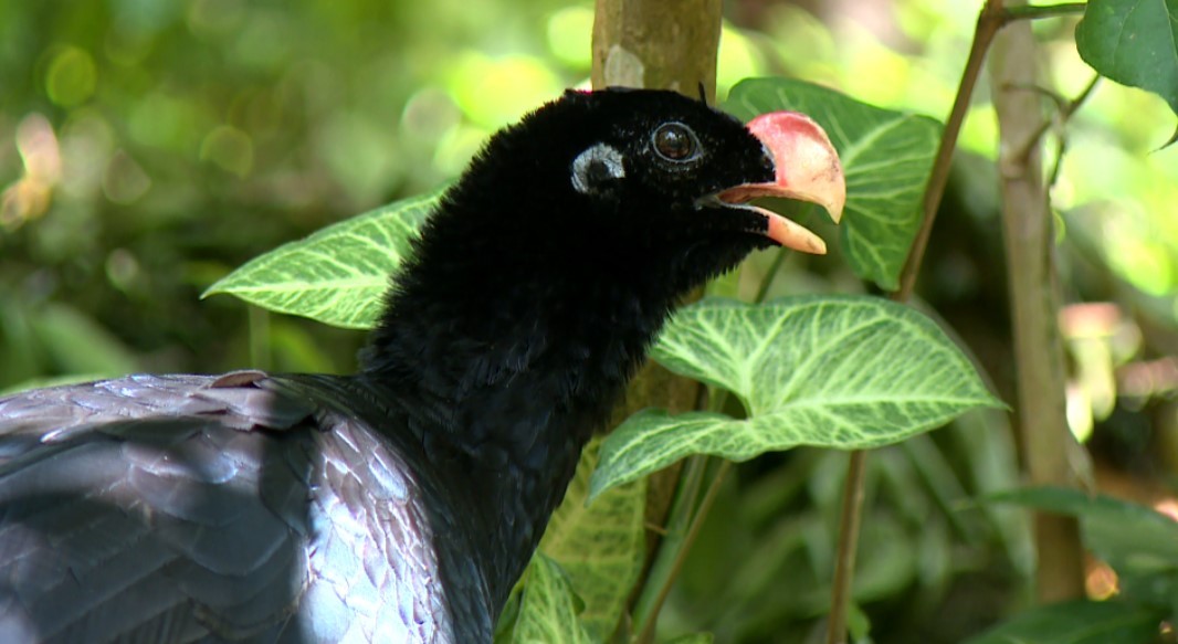 Terra da Gente traz especial sobre o mutum-de-alagoas buobe.com/terra-da-gente…