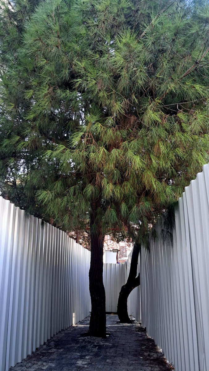 İnsanından,hayvanına,ağacına kadar bütün ülkeyi getirdikleri hal bu. Büyük bir sıkıştırılmışlık hissi...