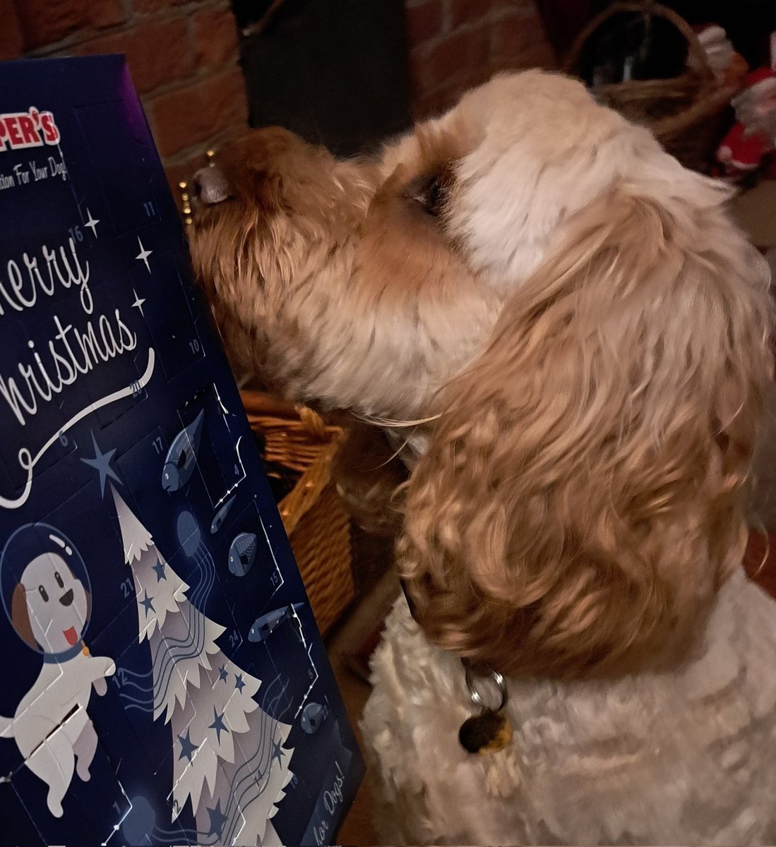 DCockapoo's tweet image. Hoomum, I think you&apos;ll find that the number 6 door is just here ....