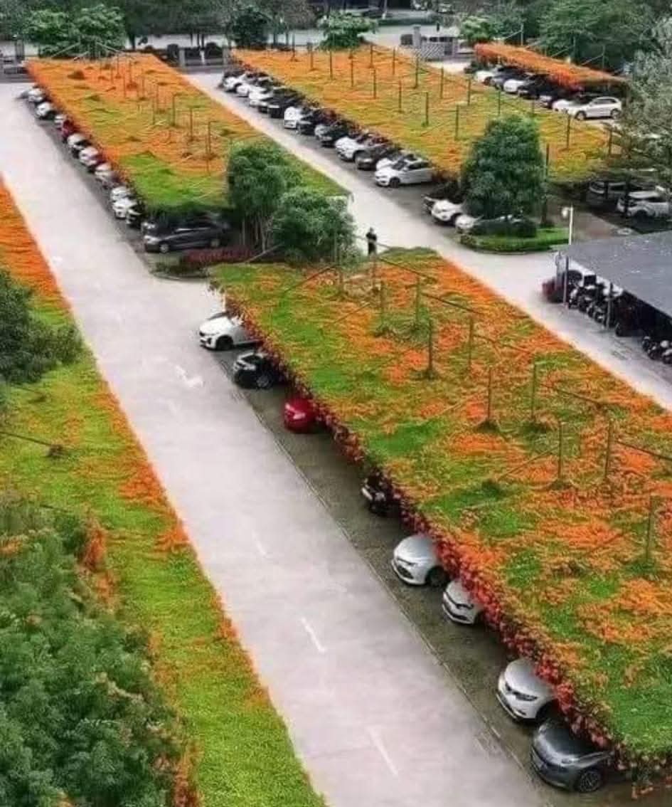 ہمیں بھی کچھ کرنا پڑے گا
جاپان میں کار پارکس کی چھتوں پر سبز باغات شہد کی مکھیوں اور دیگر جرگ گردانی کرنے والے کیڑوں کے لیے اہم رہائش گاہیں فراہم کرتے ہیں، جو حیاتیاتی تنوع کے لیے ضروری ہیں۔

پارکنگ لاٹ کے باغات شہری ماحول میں فطرت کی اہمیت کو اجاگر کرتے ہوئے شہری ...