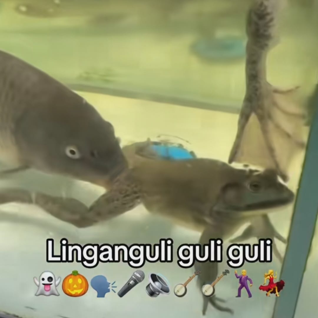 GuliOnSol's tweet photo. Lingan guli guli

$GULI https://t.co/QN3CEiZSar