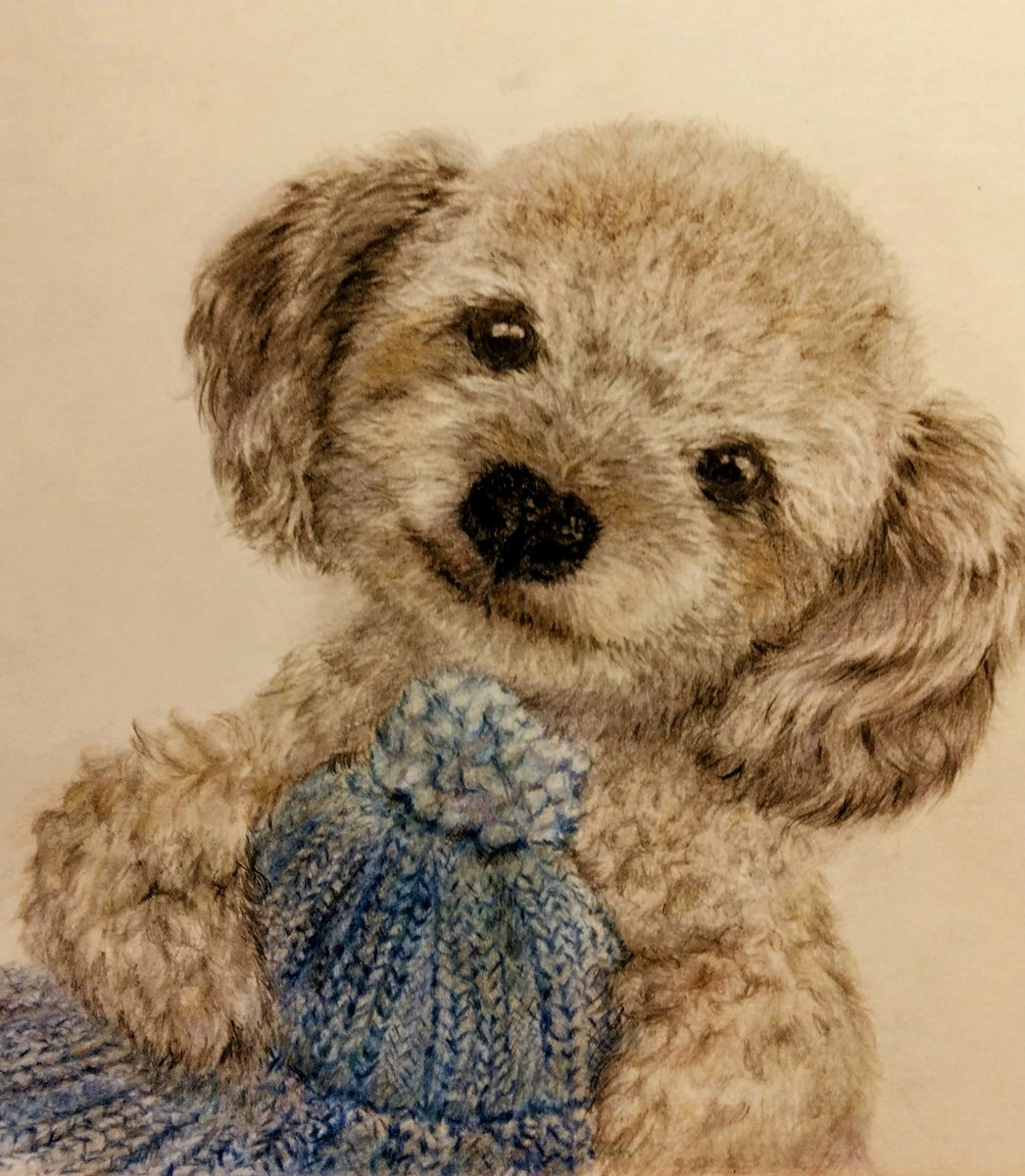 illust_111's tweet photo. #大雪⛄節季　　

#色鉛筆画　　もこもこワンコ｡｡｡🐩✨ https://t.co/J5FZRIxhp2