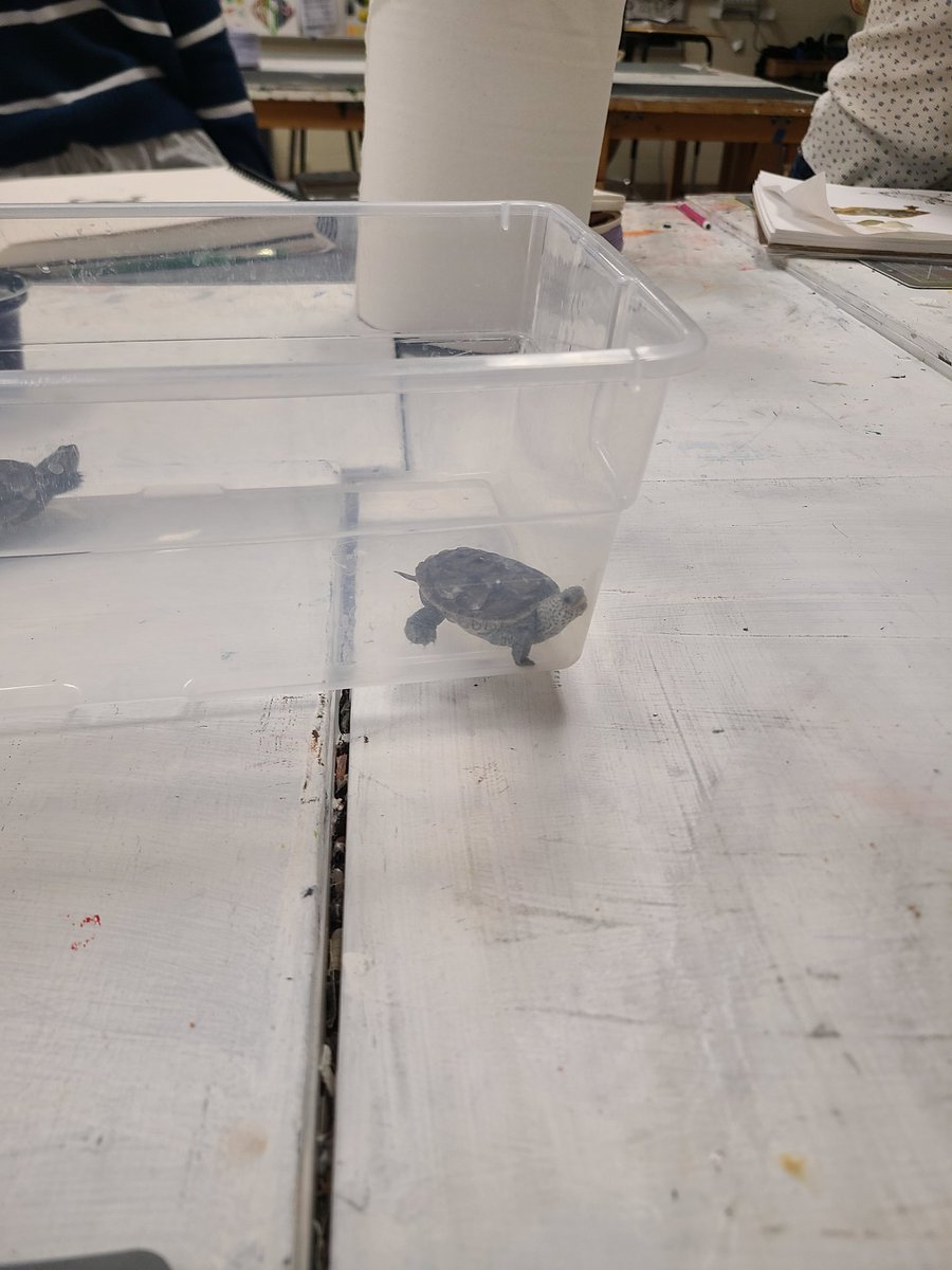RFH_STEM's tweet image. Art meets Science as the terrapin hatchlings model for Ms. James' art class! @RFH_Regional