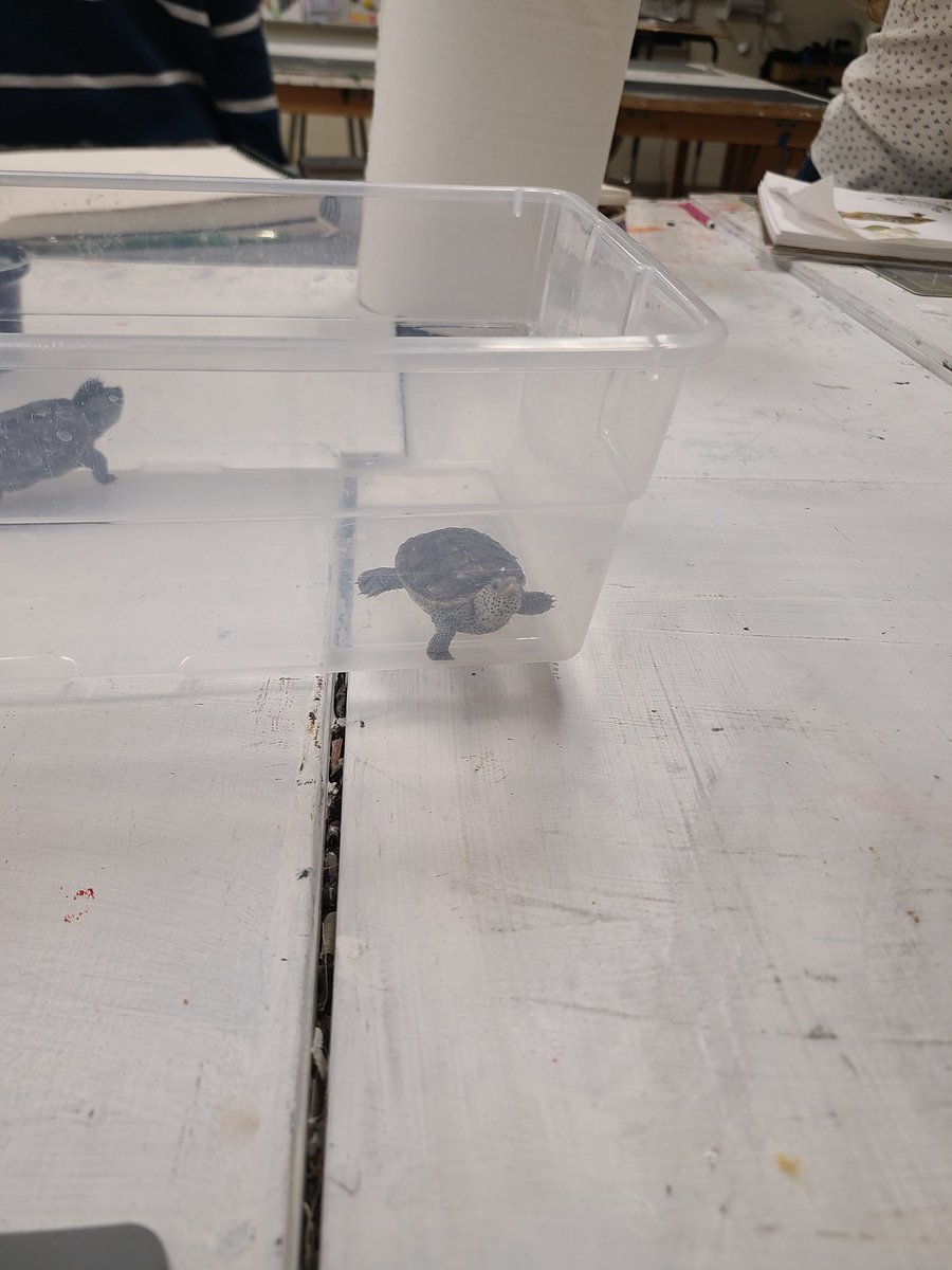 RFH_STEM's tweet image. Art meets Science as the terrapin hatchlings model for Ms. James' art class! @RFH_Regional