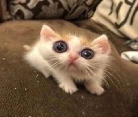lowkcalix's tweet photo. como perder gordura sem esforço, sem exercício, sem dieta, sem vontade de viver ? https://t.co/GzQv3tDpEm